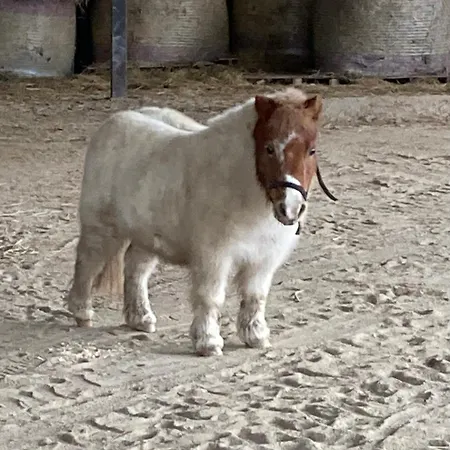 Lägenhet Poncinvs Bergamo
