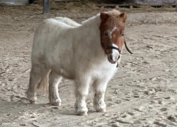 Appartamento Poncinvs Bergamo